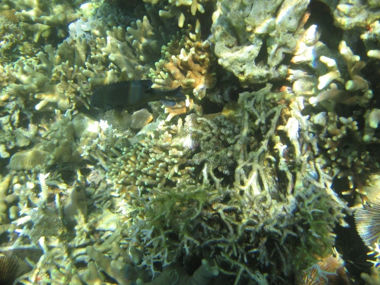 an underwater view of coral reef with fish