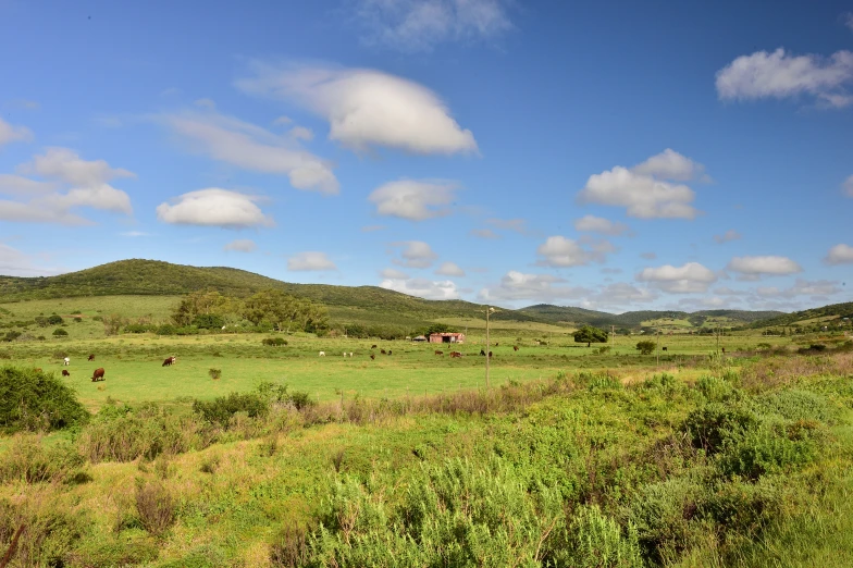 the hills are dotted with lush green grass