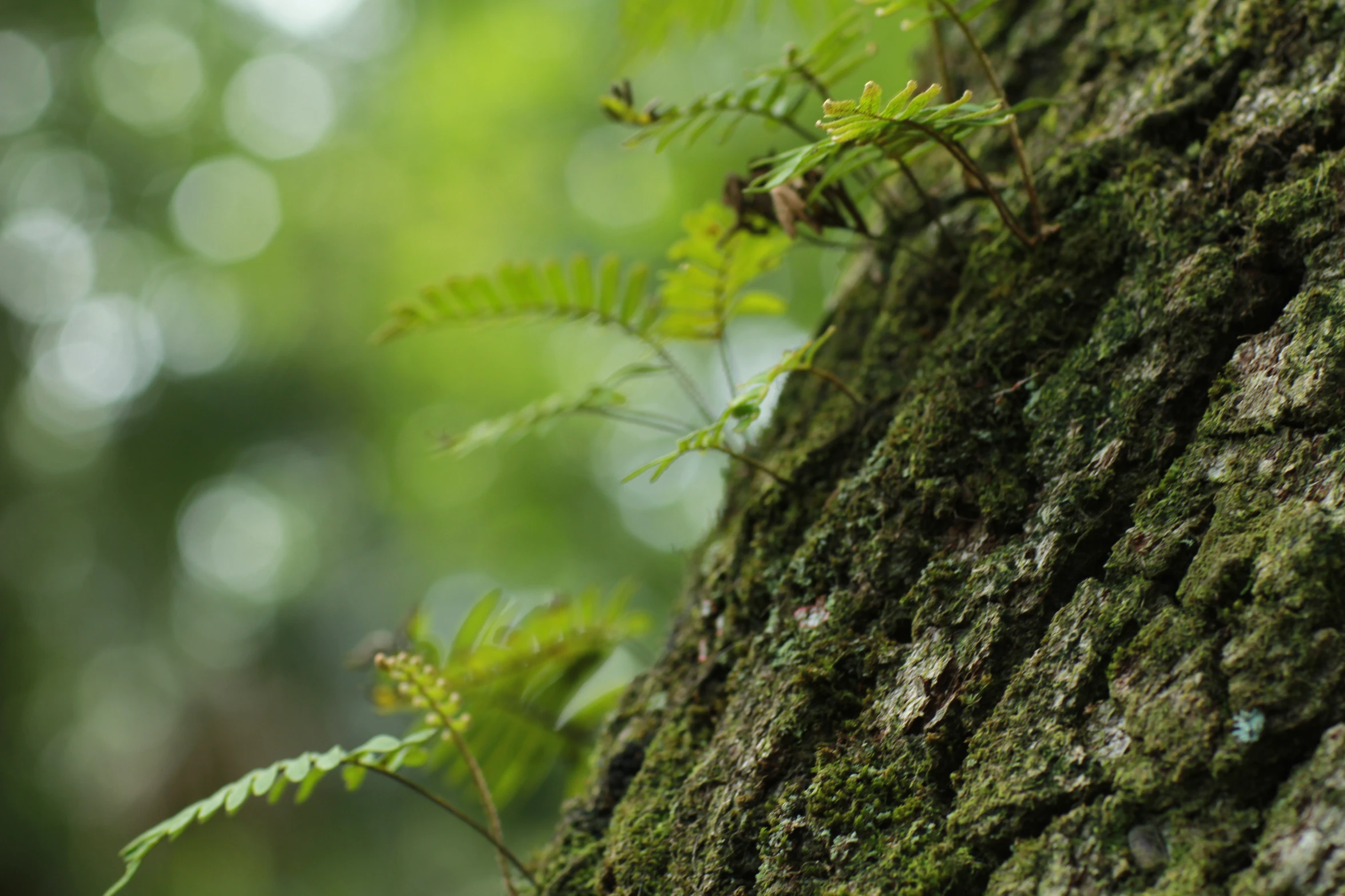 closeup of the green stems on a tree