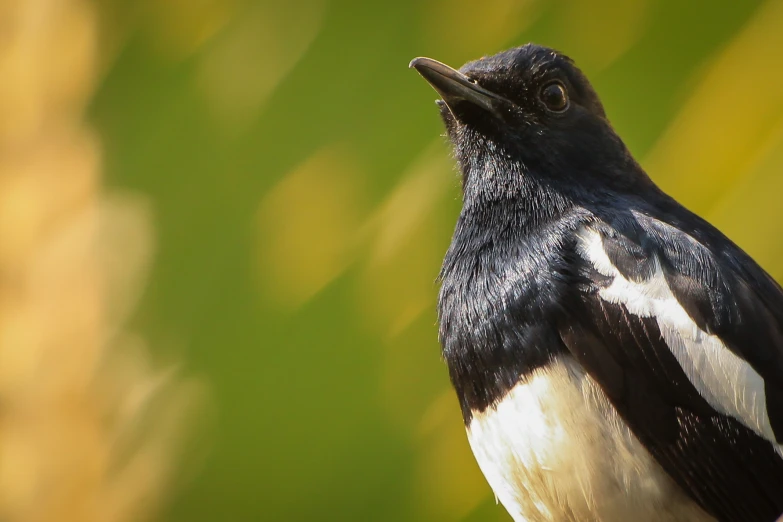 the small bird is staring into the distance