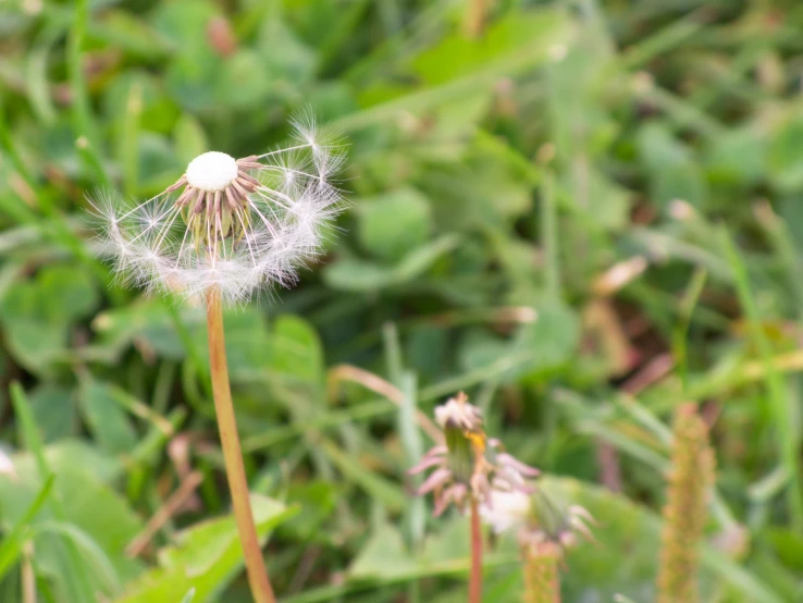 a dandelion is growing out of a green field