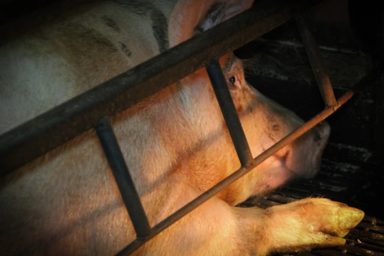 a pig is laying down in the barn