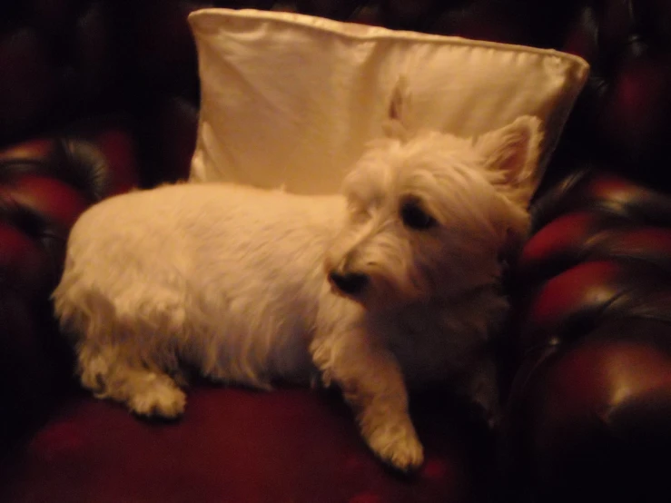 white dog lying on sofa with pillow in dark room
