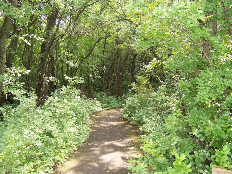 a path is leading to several woods on the side