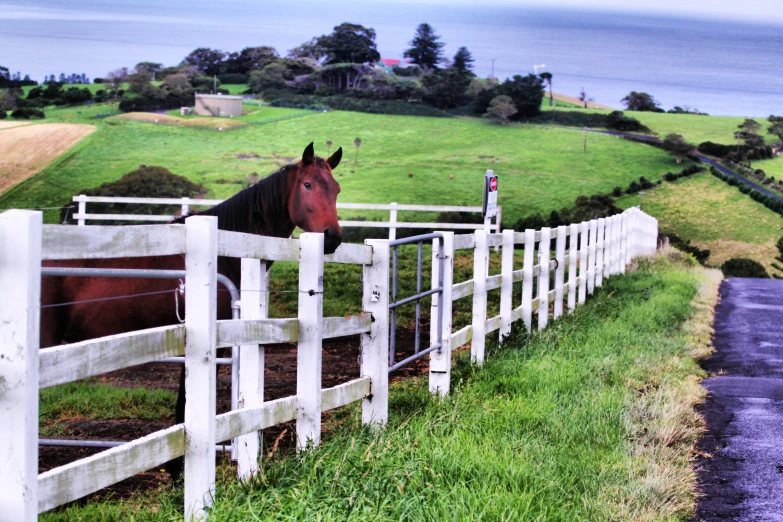 a horse standing behind a fence on top of grass