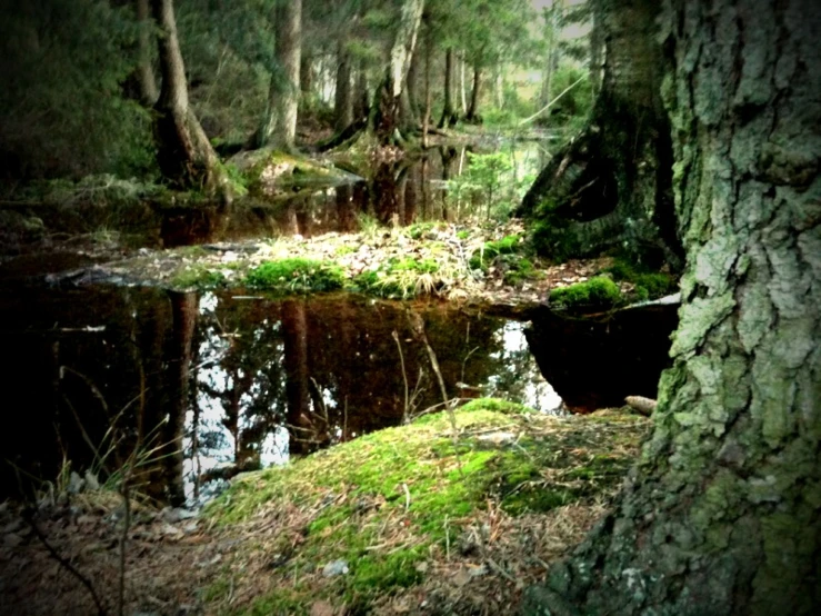 a mossy forest with several trees and a pond