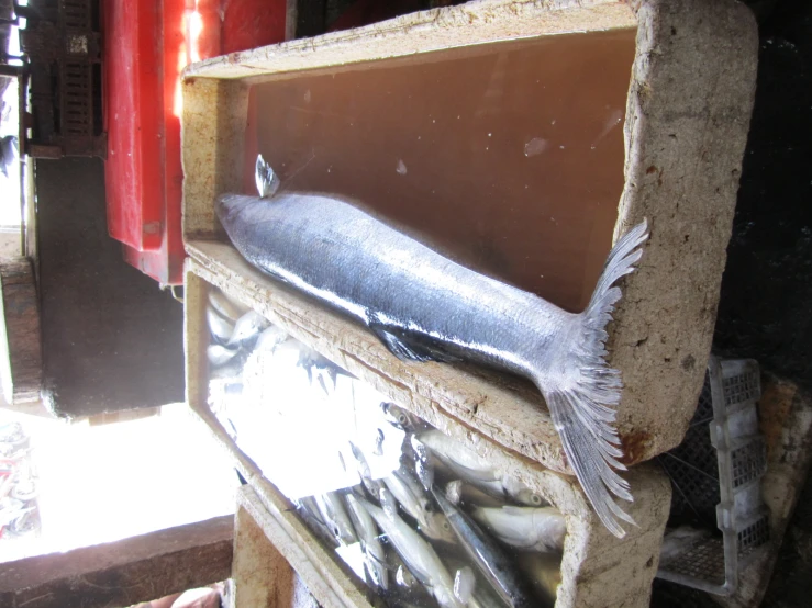 the fish is laying in the trays next to the boxes