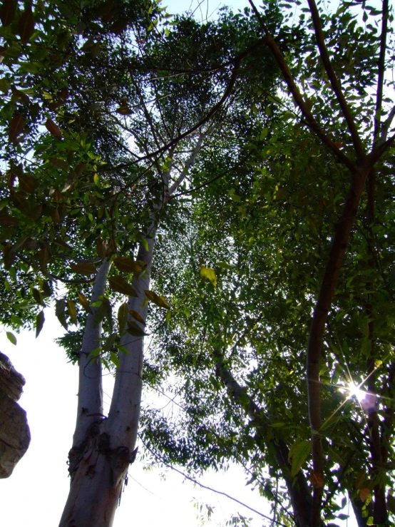 the view looking up at trees in the sunlight