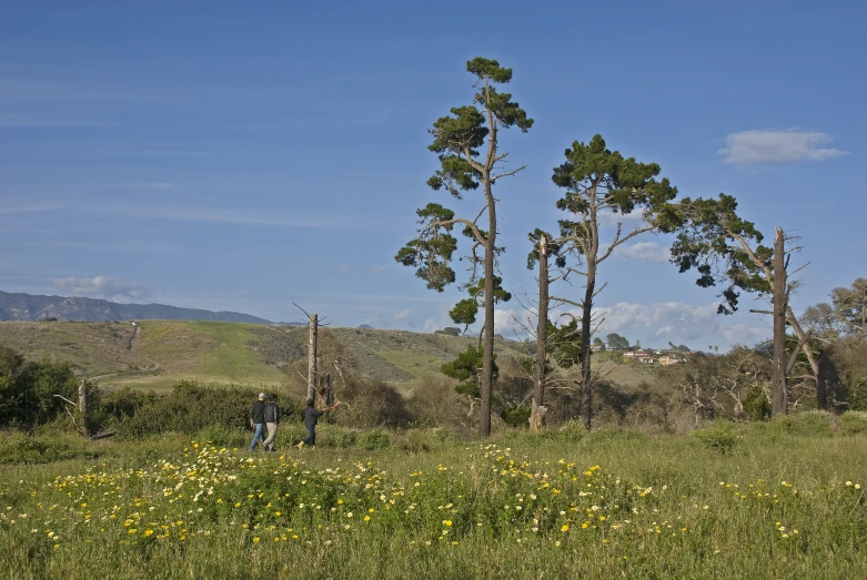 a cow standing near the top of a green hillside