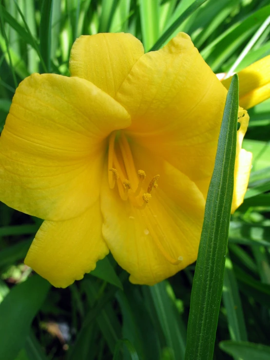 close up of yellow flower with green leaves