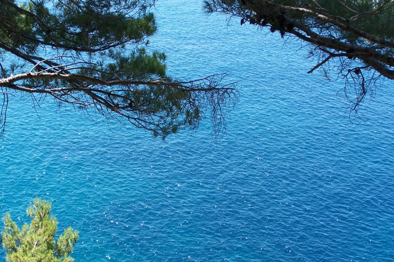 a body of water surrounded by tree nches