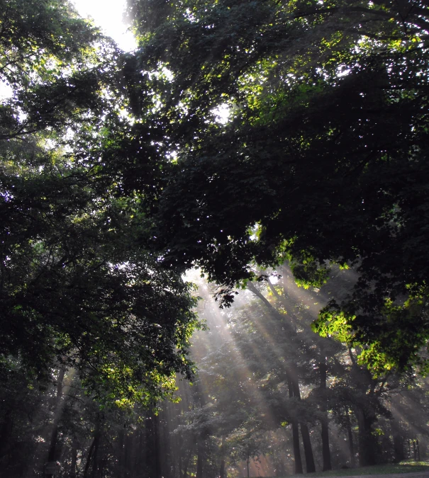 sunlight streams through the trees onto a misty park