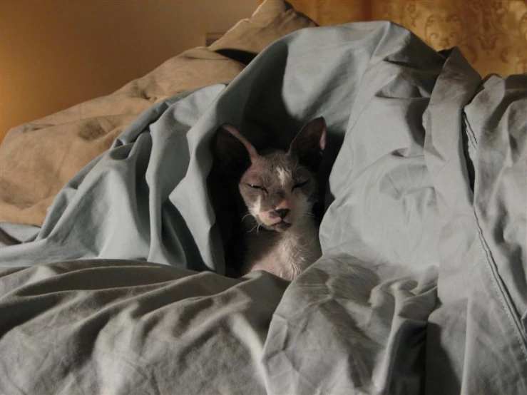 a cat peeking out from the bottom of a bed