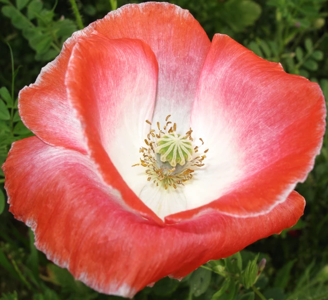 a large red flower with white in middle