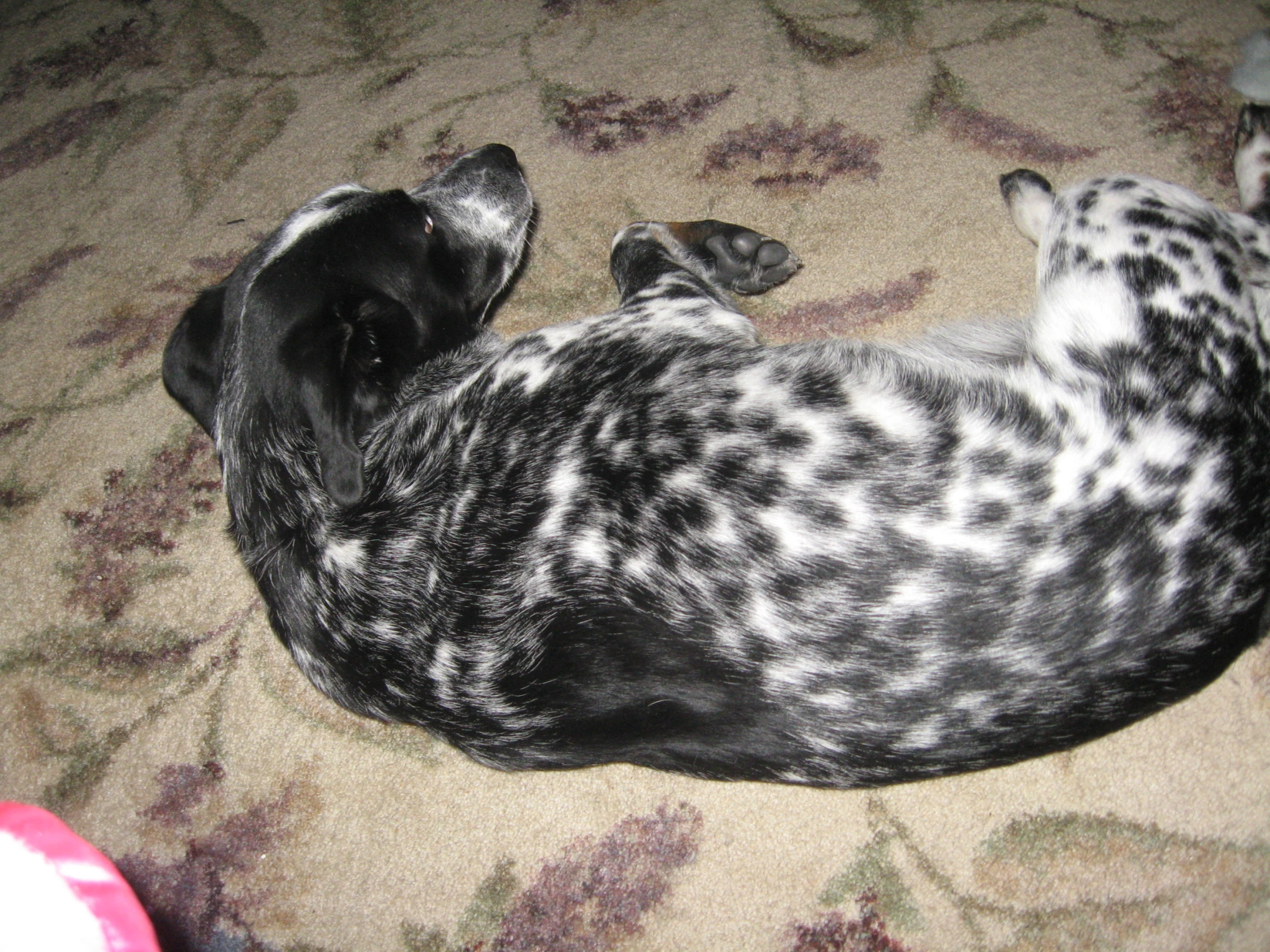 a puppy is curled up and sleeping on a rug