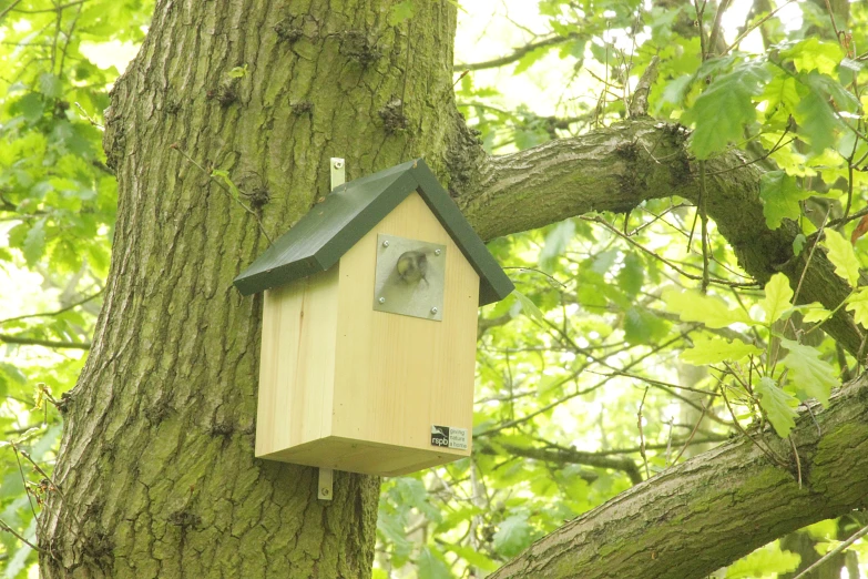 the birdhouse is built in a tree near leaves