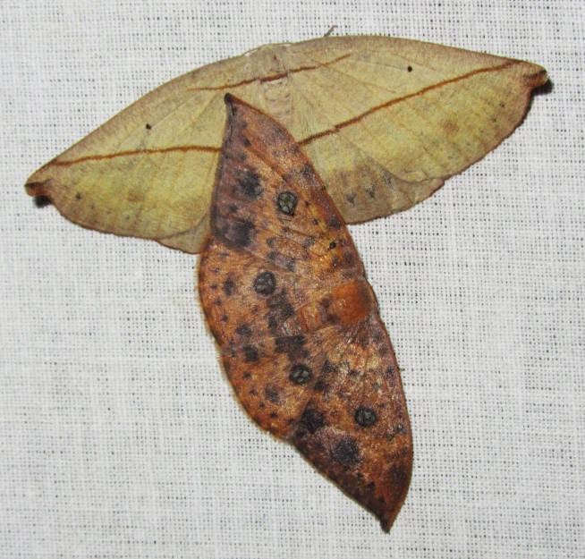 the top and bottom of two brown leaf with spots