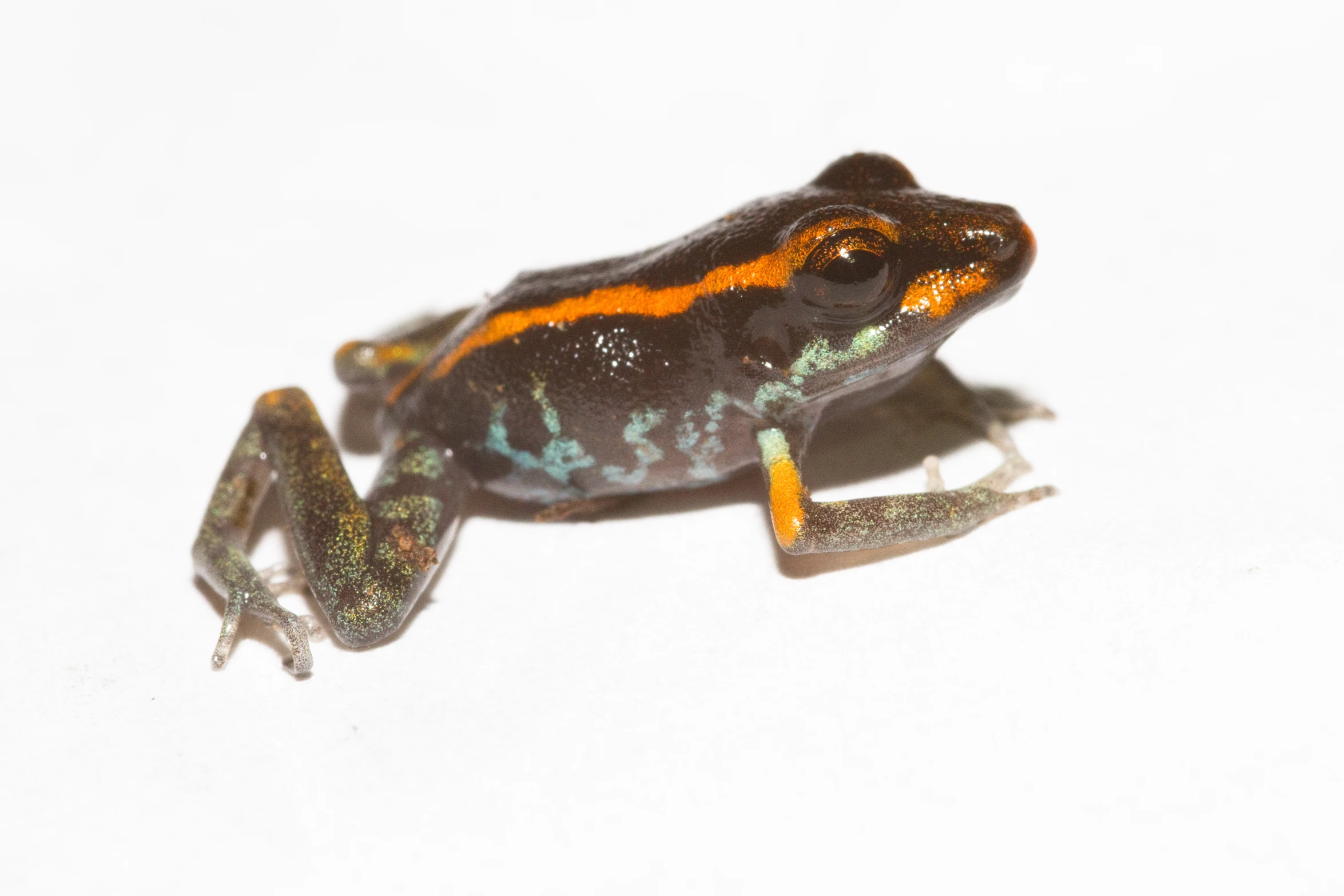 a green and orange frog sitting in the snow