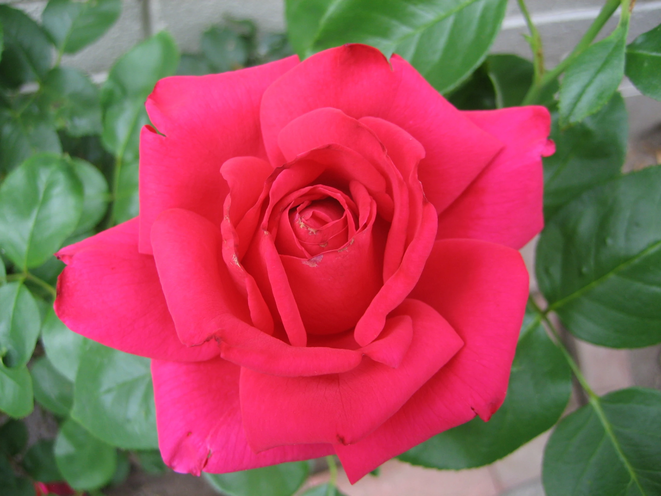 a bright pink rose in full bloom surrounded by green leaves