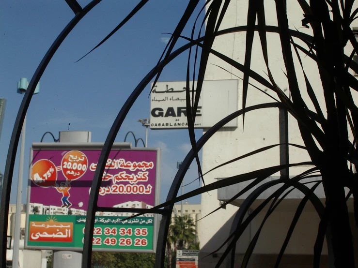 the shop signs and palm trees are reflected in the window