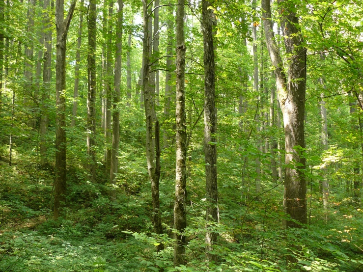 the view of a wooded area from the forest