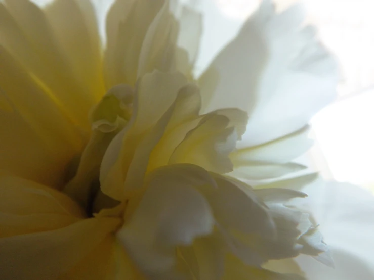 a flower is on the table next to a bottle