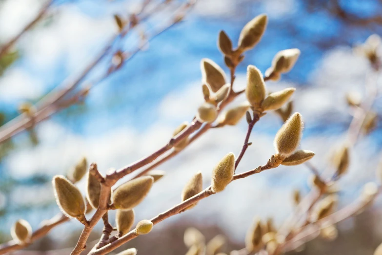 small buds on a thin twig in a garden