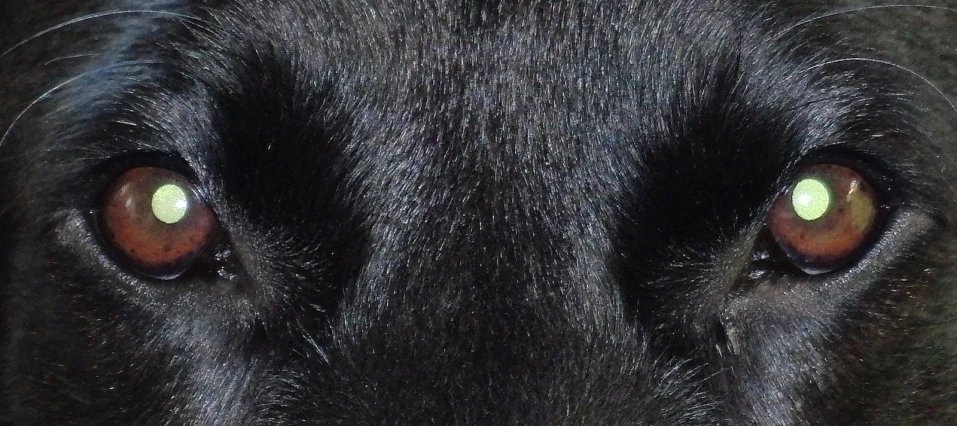 close up of an animal with yellow eyes
