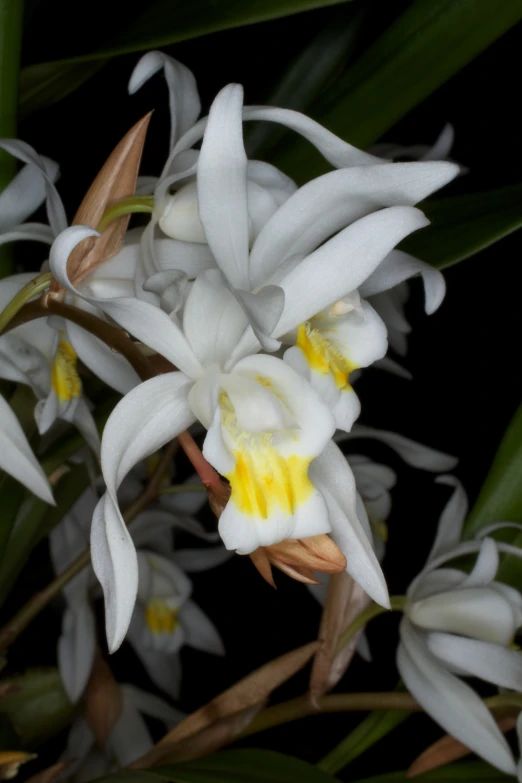 white flowers with yellow center surrounded by green leaves