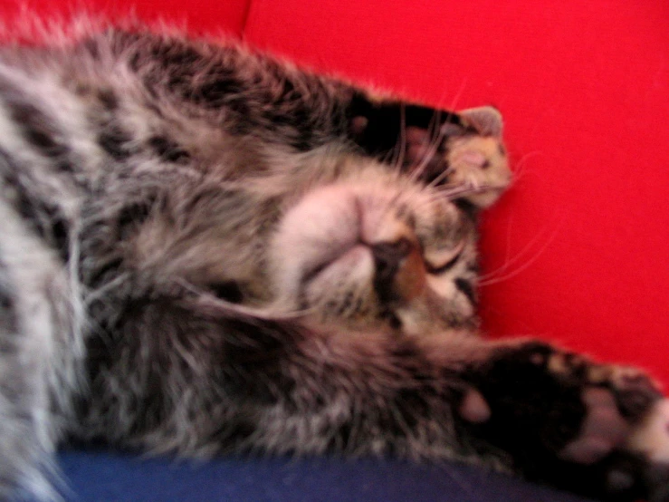 a grey cat lying on the floor sleeping