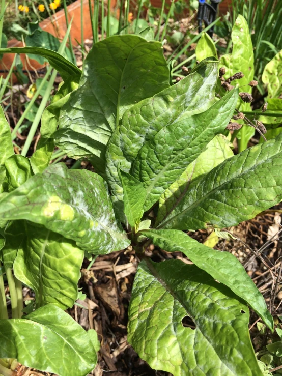 green leafy plants near many other green plants