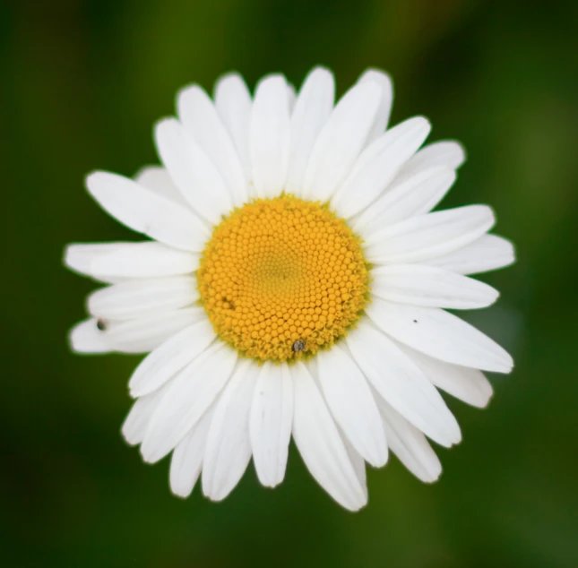 the center of a flower with very little details