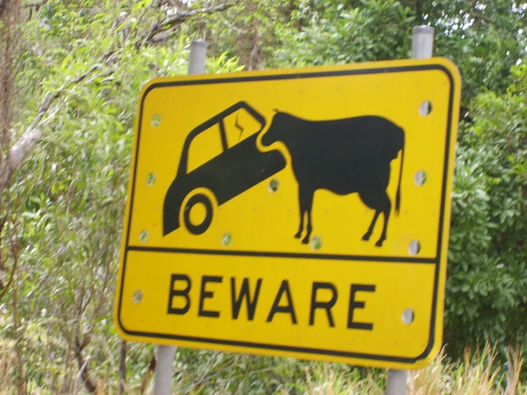 a yellow sign warning of the cows to beware