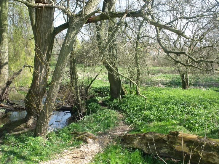 an area with trees and grass that has water running