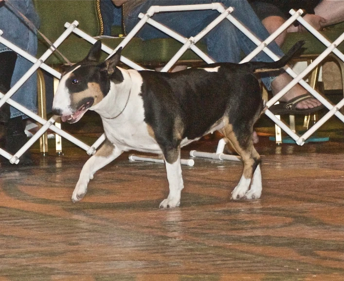 a brown and white dog walking across a wooden floor