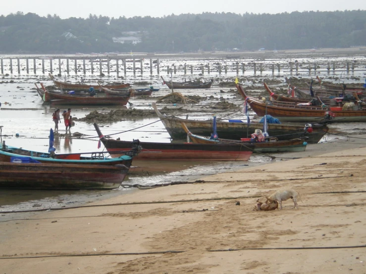 a dog is laying on the beach by many boats