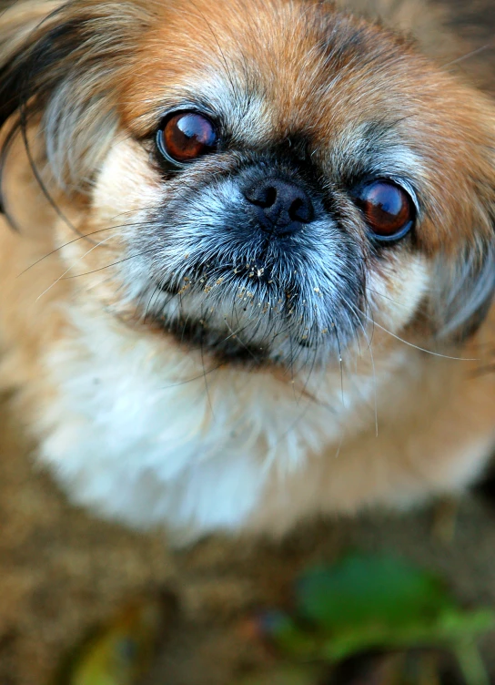 an adorable dog stares intently at the camera