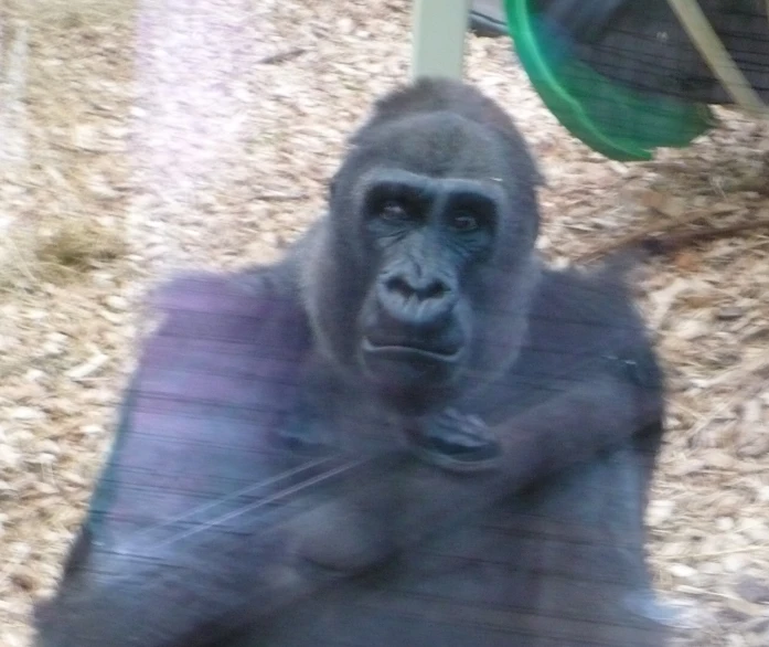 a gorilla standing on a ground next to a basket