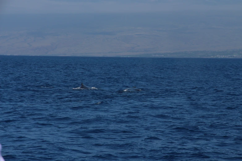 two dolphins swimming through the ocean on a sunny day