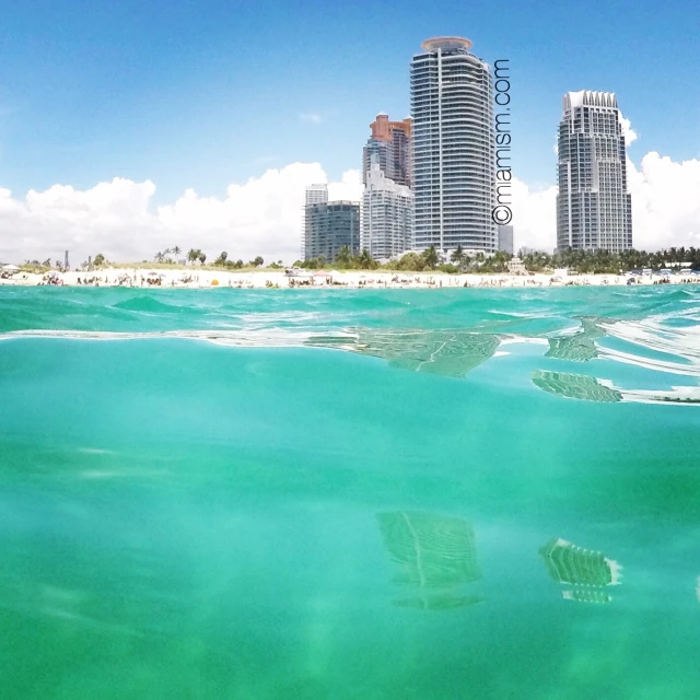 the water surface is almost completely covered by seaweed