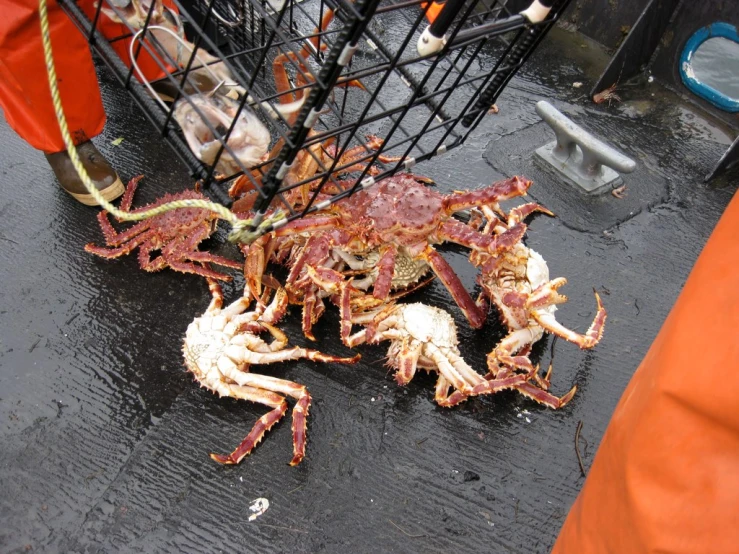 crablings in a cage are being dumped onto the ground