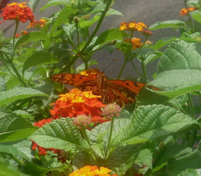 a close up of a erfly on some flowers