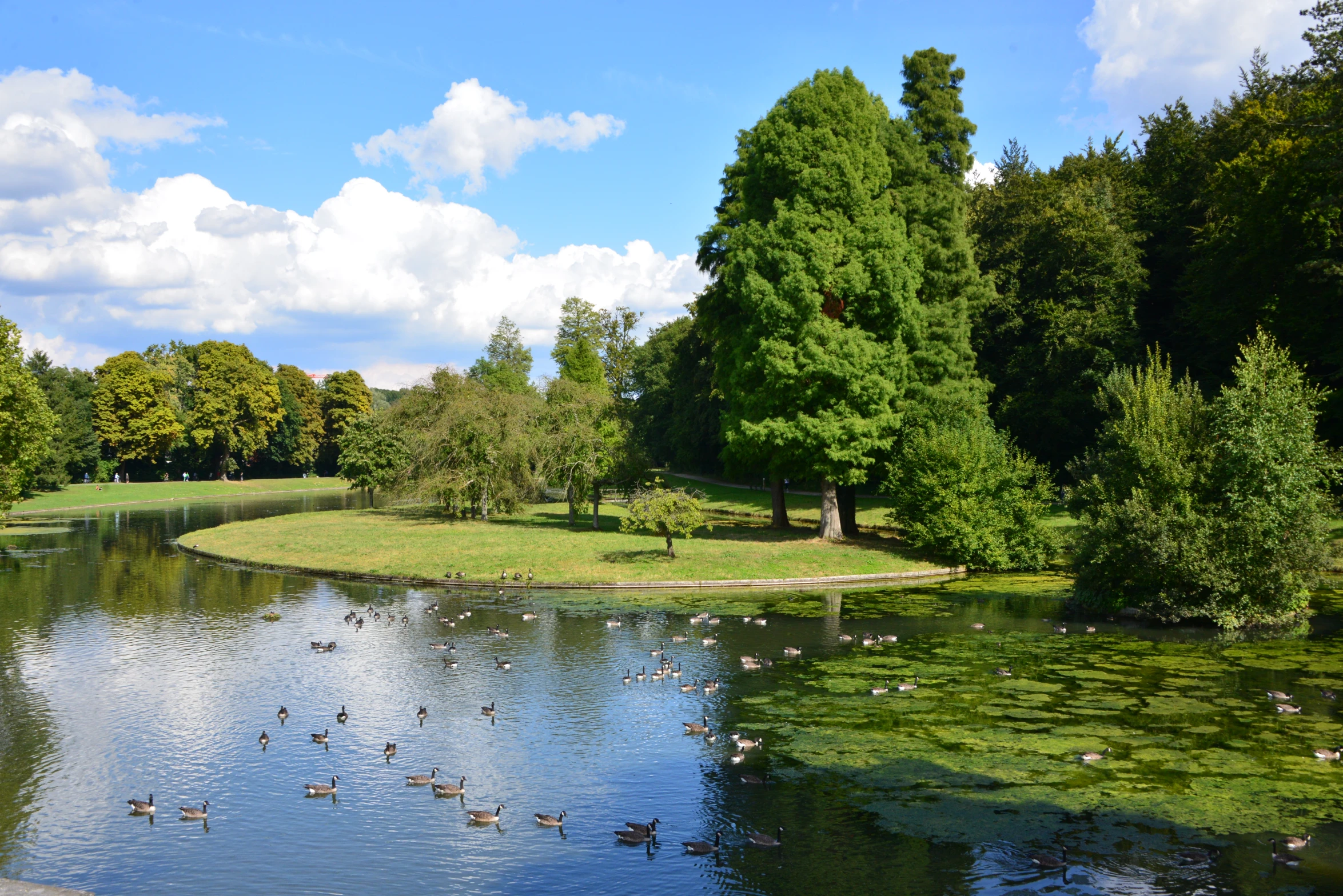 several ducks are swimming on a pond