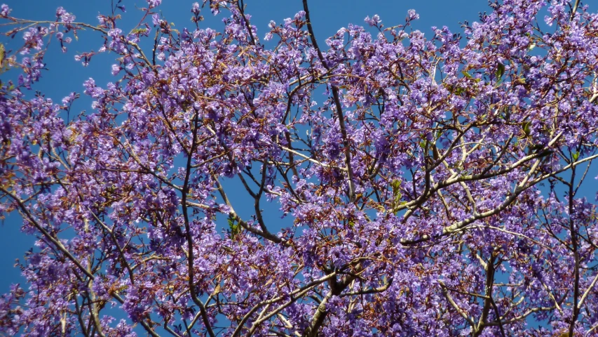 the purple flowers are very colorful and vint