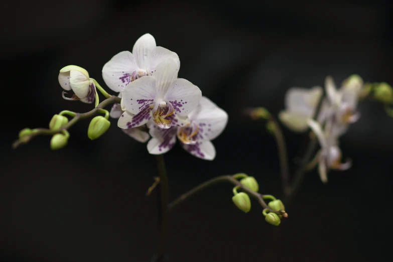 the flowers and buds are all white with purple centers