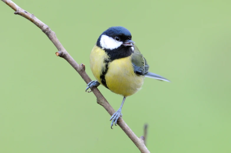 a blue, white and black bird perches on a tree nch