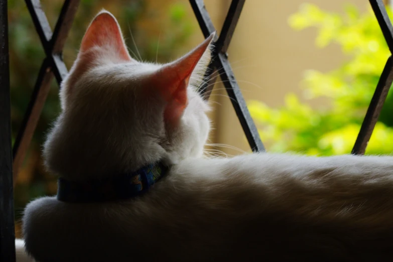 the cat is looking out from behind the bars of a window