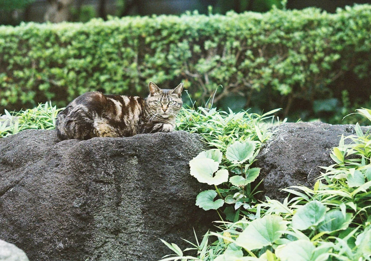 a cat lies on some rock in the middle of grass