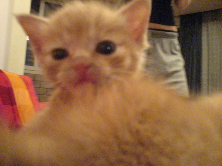 a kitten looks at the camera with a silly expression