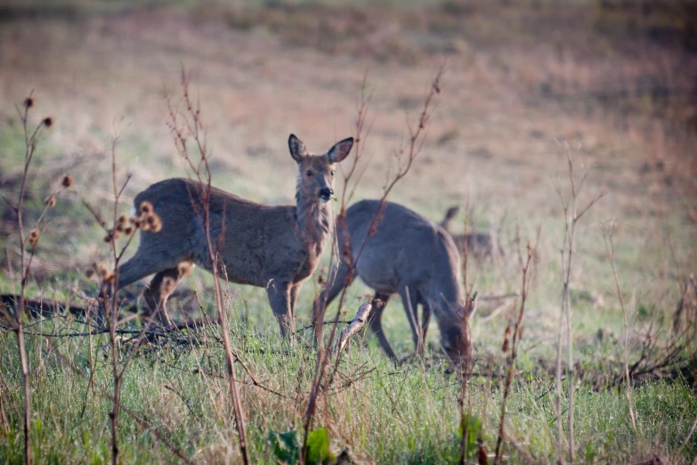 a couple of deer stand in a field